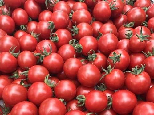 神戸市西区にあるトマトファーム『桝本農園』のトマト