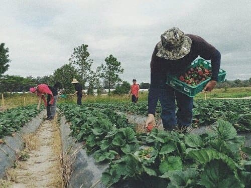 クイーンズランド州の苺農園で働き、厳しい環境下で収穫作業に取り組み、農作物が消費者に提供されるまでの工程や大変さについて身をもって学ぶ