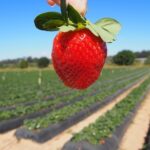 australia-strawberry