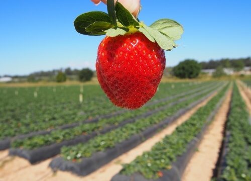australia-strawberry