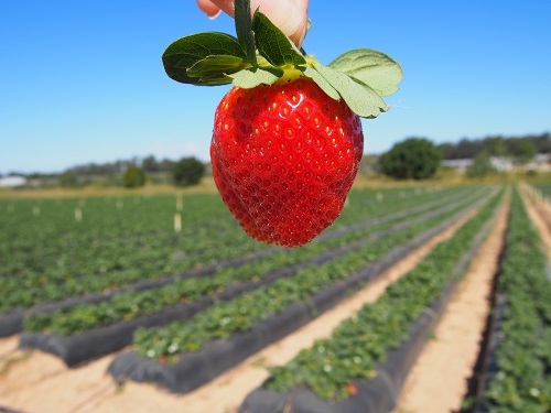 australia-strawberry