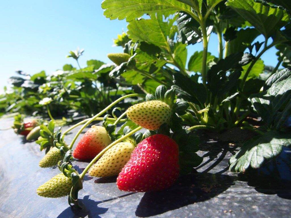 australia-strawberry-farm