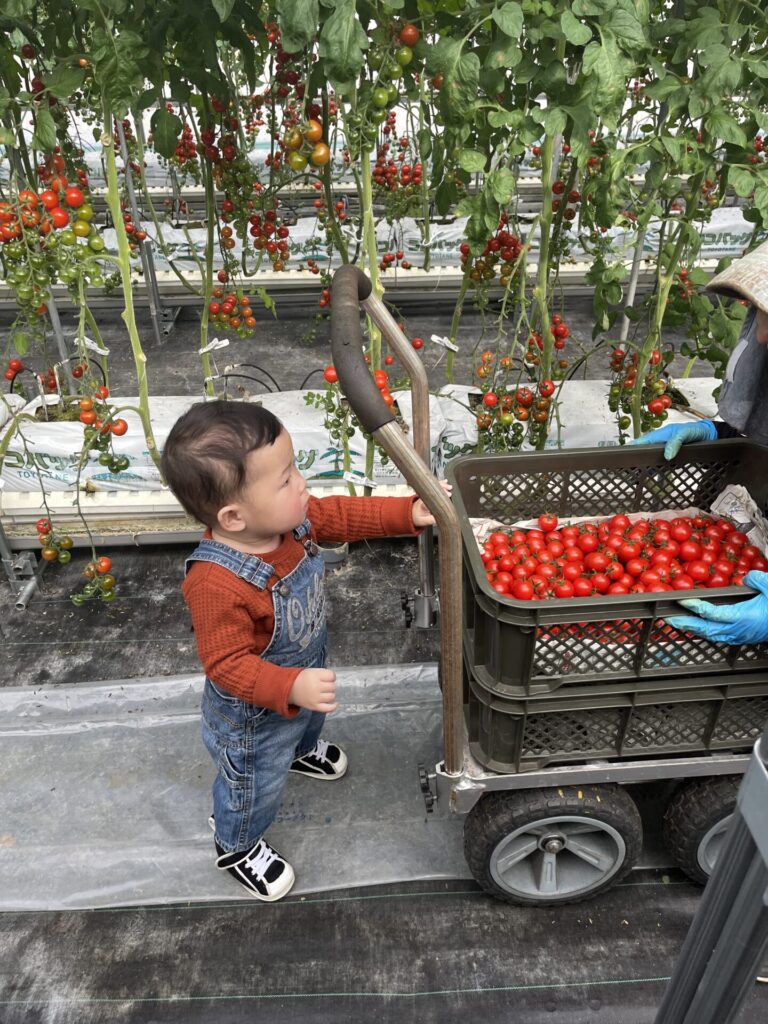kobe-tomato-farm